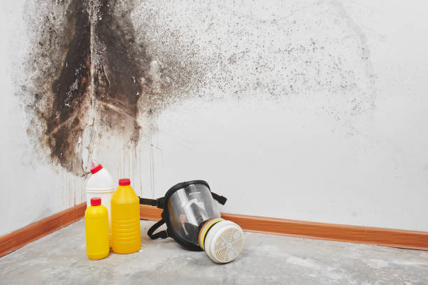Best Toxic Mold Removal  in University Of Pittsburgh Johnstown, PA