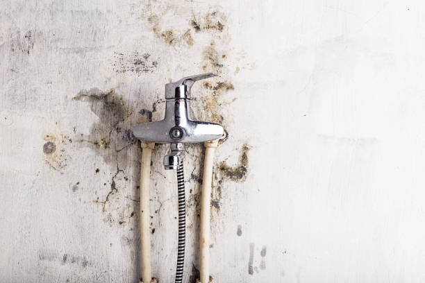 Trusted University Of Pittsburgh Johnstown, PA Mold Removal Experts
