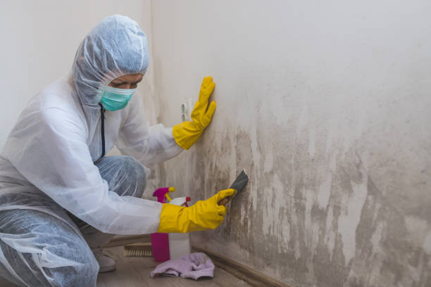 Certified Mold Removal in University Of Pittsburgh Johnstown, PA