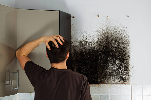 Best Affordable Mold Removal  in University Of Pittsburgh Johnstown, PA